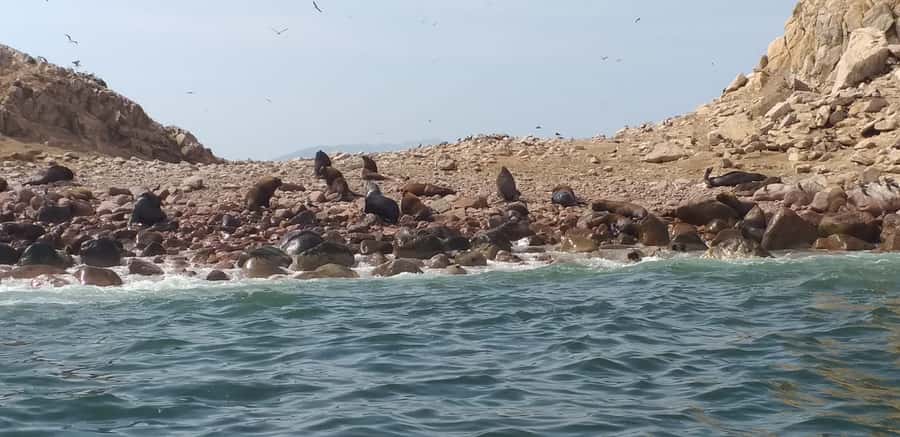 From Paracas: Ballestas Island Cruise & Paracas Reserve Tour - Ballestas Islands and the marine sanctuary