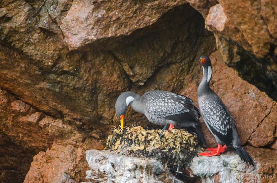 From Paracas: Ballestas Island Cruise & Paracas Reserve Tour - From ocean to desert in Paracas National Reserve