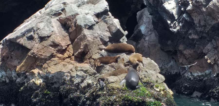 From Paracas: Ballestas Island Cruise & Paracas Reserve Tour - Playa Roja and the color of Paracas
