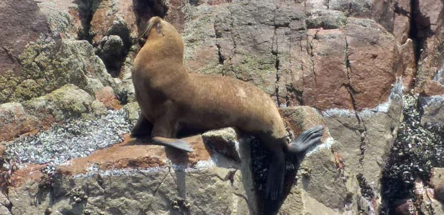From Paracas: Ballestas Island Cruise & Paracas Reserve Tour - What the $55 price really covers