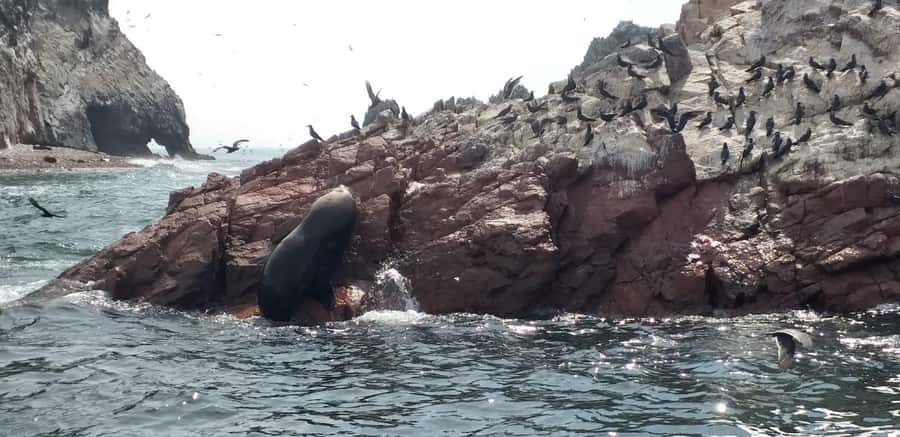 From Paracas: Ballestas Island Cruise & Paracas Reserve Tour - The Candelabro: a mystery above the water