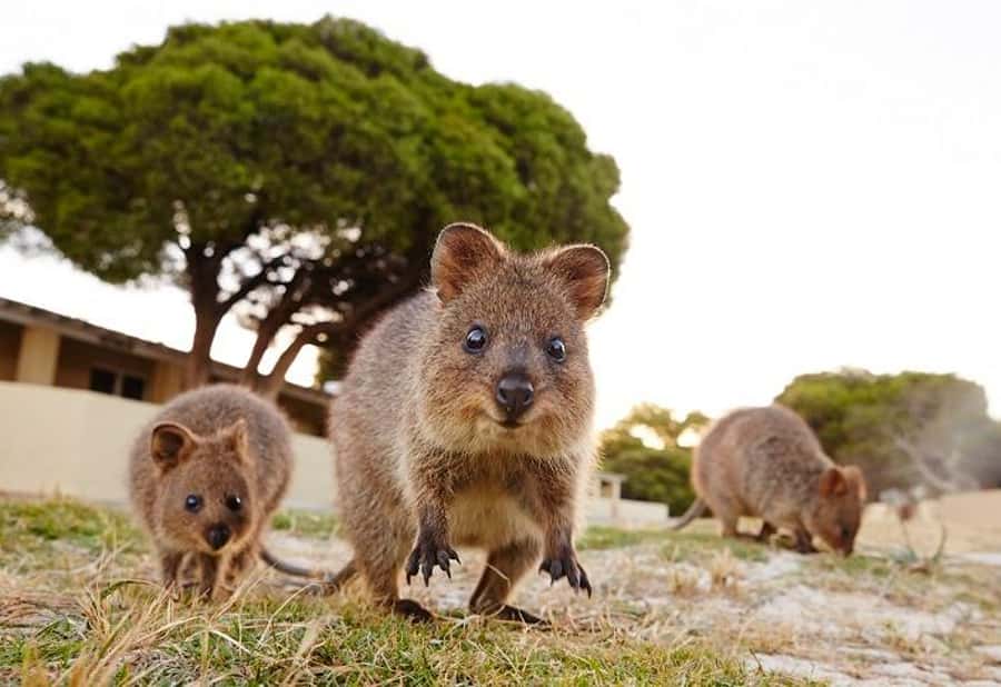 From Perth: Rottnest Island Ferry & Bike Trip - Quokkas are part of the day, not the whole day