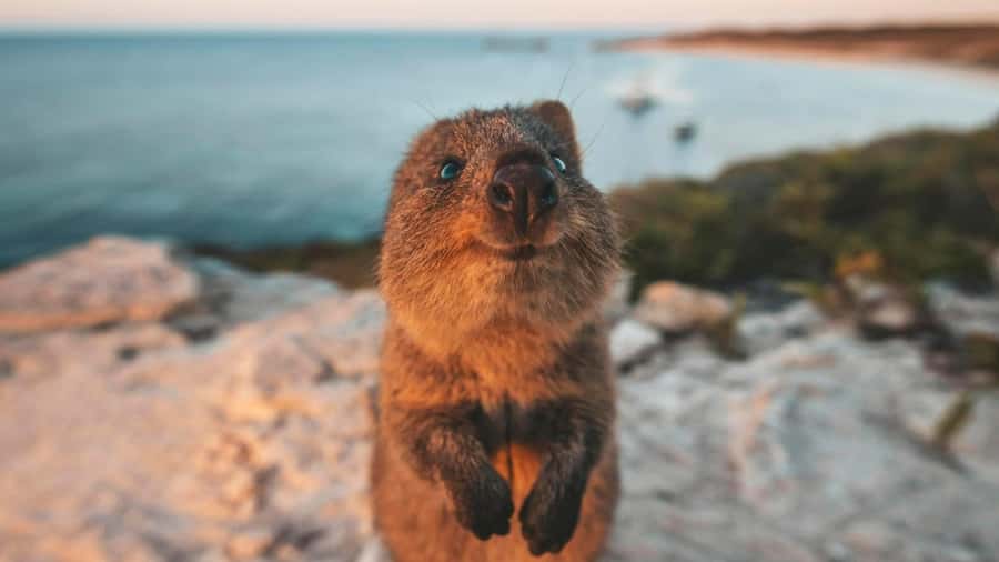 From Perth: Rottnest Island Ferry & Bus Day Tour - West End, boardwalk views, and Cathedral Rocks