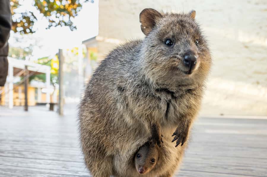 From Perth: Rottnest Island Full-Day Bike and Ferry Trip - Who will enjoy this trip most