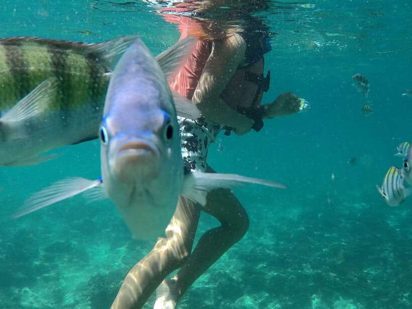 From Phi Phi Island :Half-day Tour by Longtail Boat - Swimming and snorkeling in Pileh Lagoon