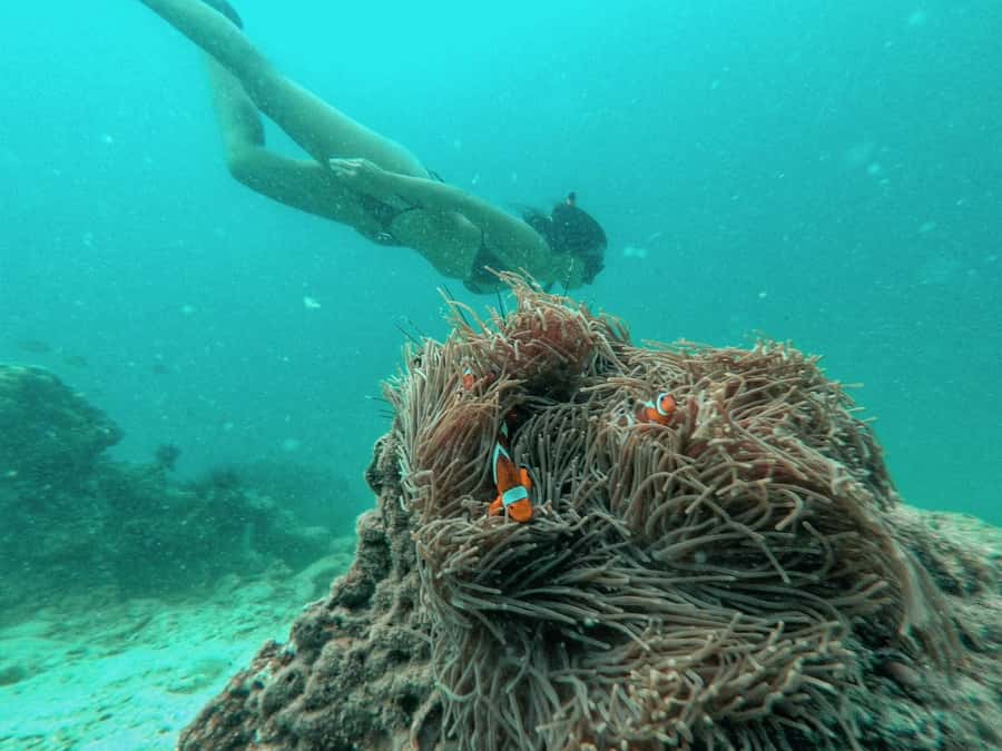 From Phuket: Coral Island Private Longtail Boat Tour - Coral Island, or Koh Hey
