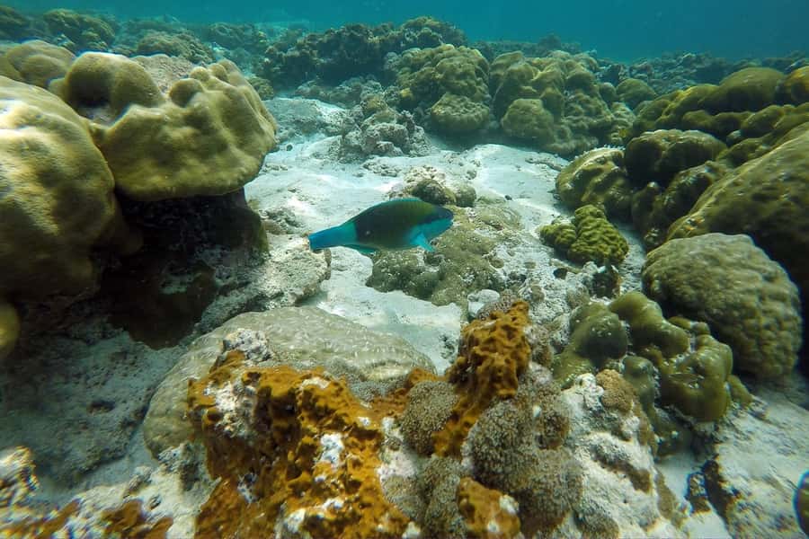 From Phuket: Phi Phi Island Private Full-Day Speedboat Trip - Who should book this Phi Phi day?