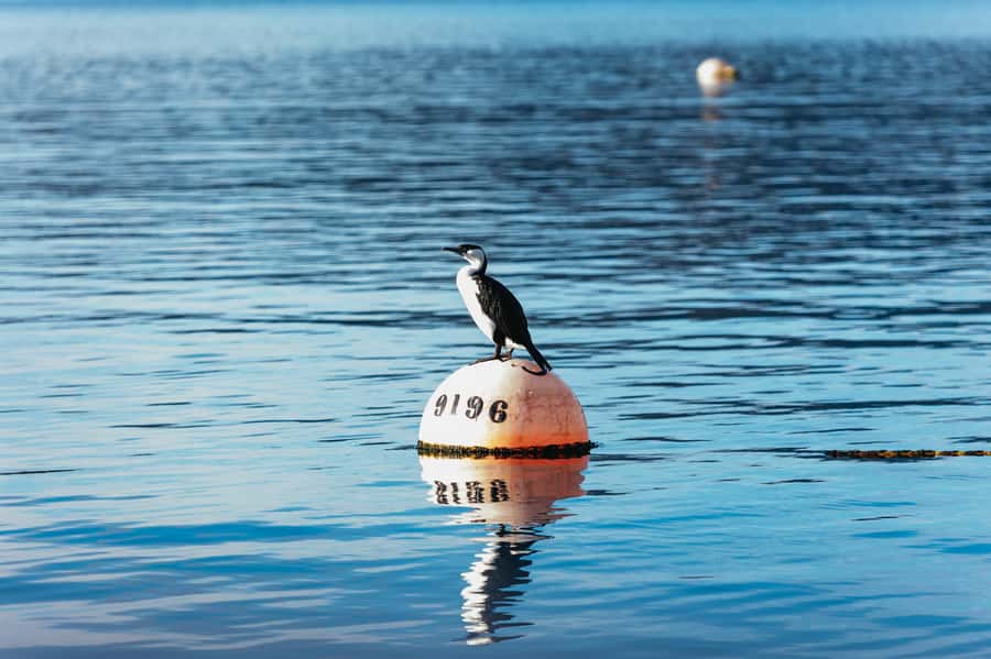 From Port Arthur: Tasman Island Wilderness Cruise - Is $127 good value?