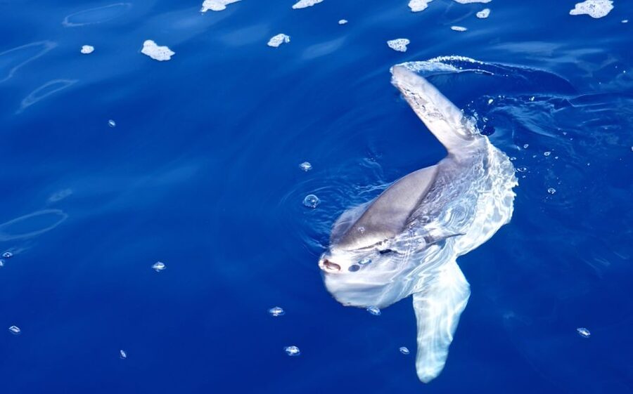 From Porto Ercole: Giannutri Island Snorkeling Boat Trip - Why Giannutri makes a good snorkeling destination