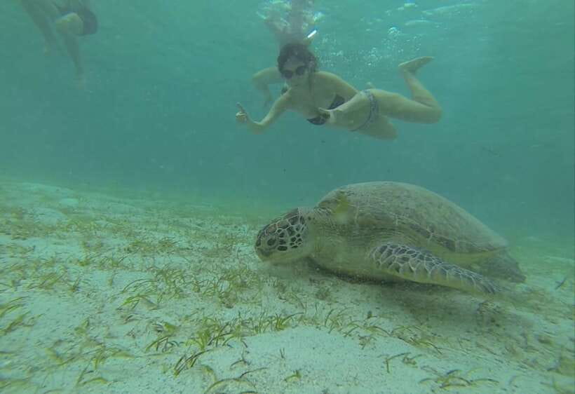 From Puerto Princesa: Port Barton & Island Hopping Day Trip - Turtle Spot and the limits of wildlife promises