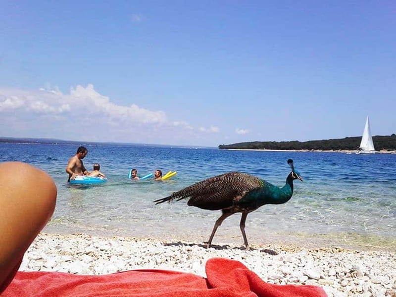 From Pula: Island Stop and National Park Day Cruise - Hearing About Brijuni and Former Yugoslavia