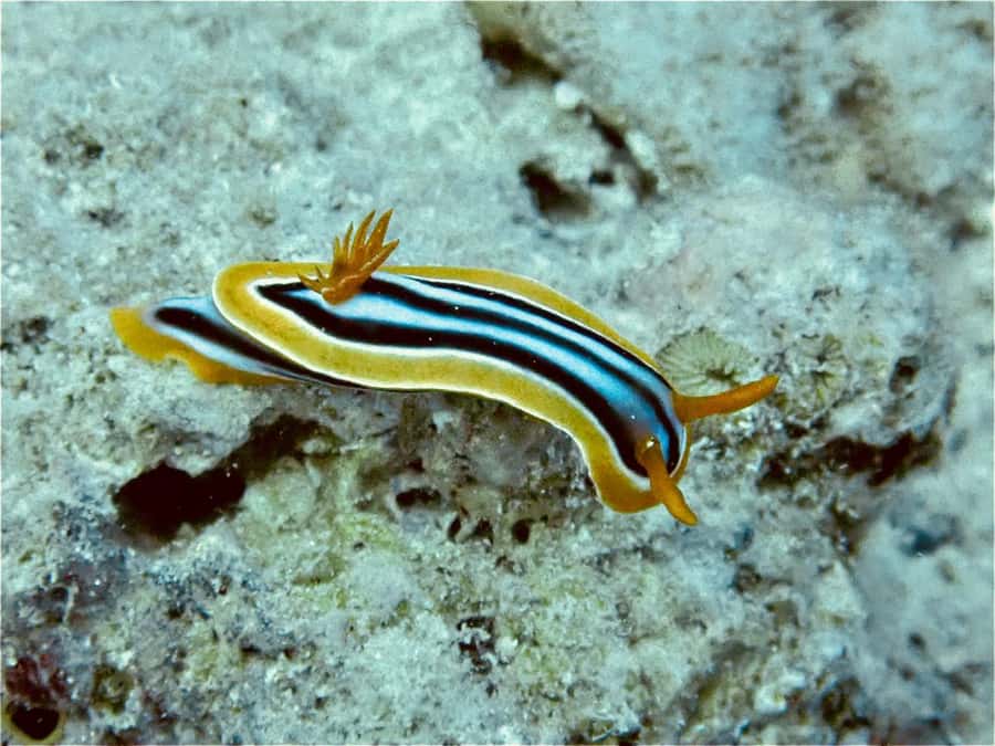 From Sharm El-Sheikh: Ras Mohamed & white island Boat Trip - Guided snorkeling in the Red Sea