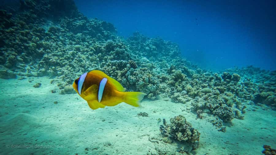 From Sharm El-Sheikh: Ras Mohamed & white island Boat Trip - Lunch, drinks, and the practical value of the package