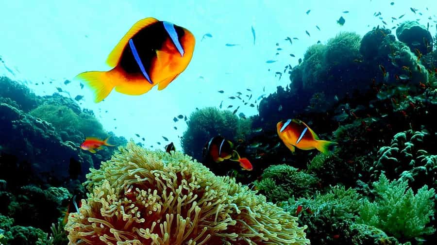 From Sharm El-Sheikh: Ras Mohamed & white island Boat Trip - What the $88 price really buys