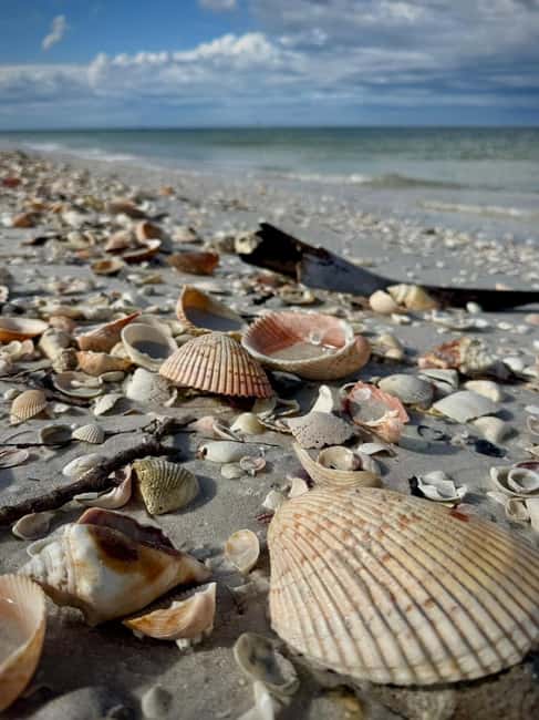 From Treasure Island: Dolphin Watching and Shelling Cruise - From Sea Dog Brewing Co. to Tampa Bay