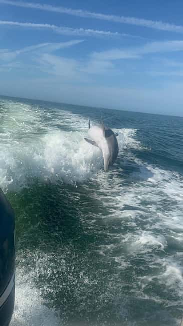 From Treasure Island: Dolphin Watching and Shelling Cruise - Stepping onto Shell Key Preserve