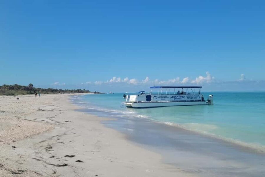 From Treasure Island: Dolphin Watching and Shelling Cruise - A boat ride built around dolphin watching
