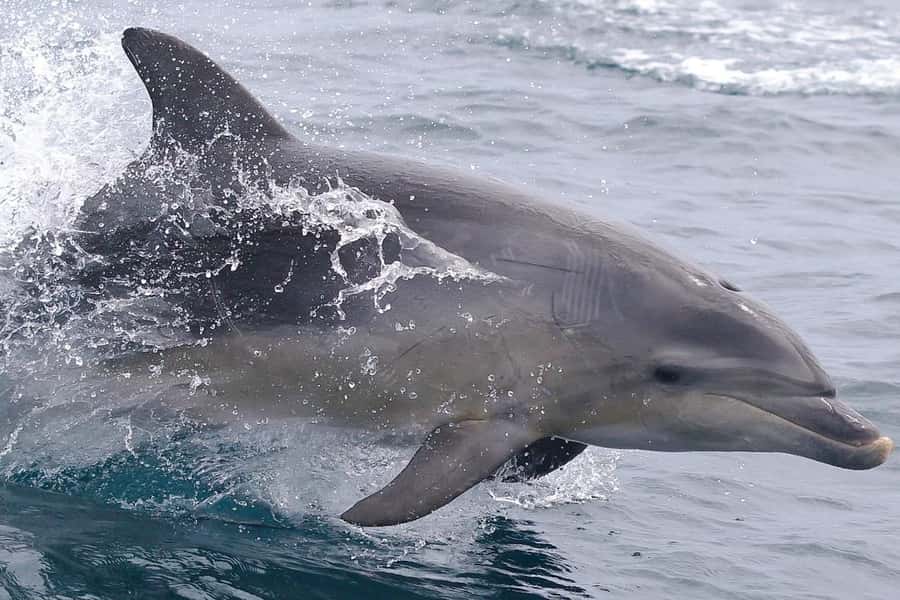 From Triabunna: Maria Island Cruise & Guided Walk with Lunch - How the guides shape the day