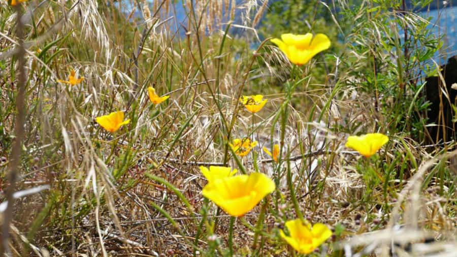 From Wanaka: Ruby Island 1-Hour Cruise and Photo Walk - Weather, clothing, and what to bring