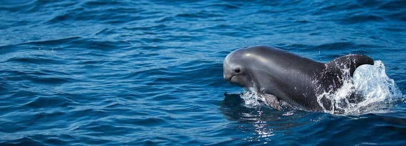 Fuerteventura: Dolphin watching and Lobo Island Combo Cruise - Leaving Corralejo for the open water