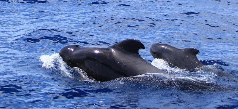 Fuerteventura: Dolphin watching and Lobo Island Combo Cruise - Lobos Island and the La Concha swim stop