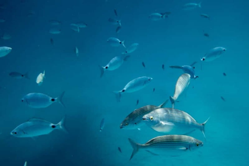 Fuerteventura: Lobos Island Catamaran Cruise with Lunch - What to bring and what to check