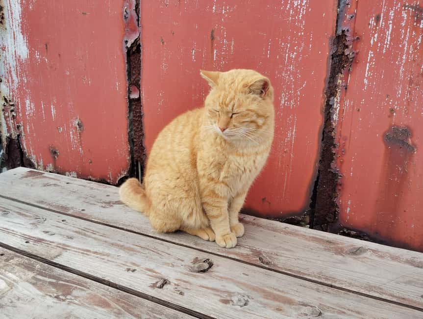 Fukuoka: Cat Island, Ainoshima Guided Tour with Ferry Ride - Why Ainoshima feels different from a cat café