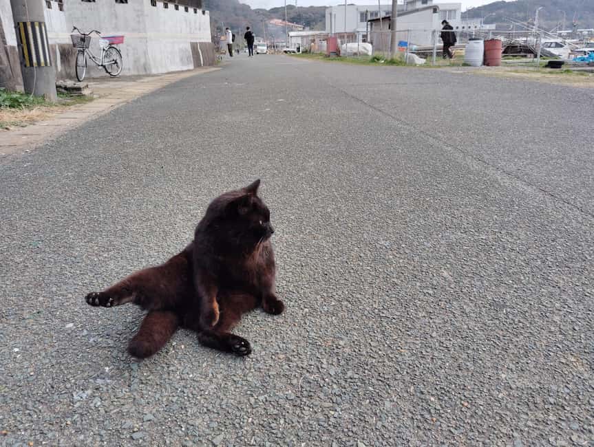 Fukuoka: Cat Island, Ainoshima Guided Tour with Ferry Ride - Practical details that affect your day