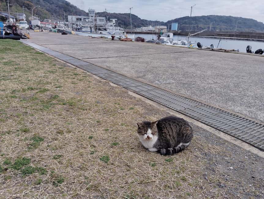 Fukuoka: Cat Island, Ainoshima Guided Tour with Ferry Ride - Meeting at Nishitetsu Shingu Station