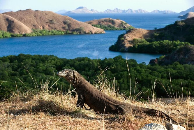 Full-Day Adventure Tour to komodo Island with join Speed Boat tur - Why the 6 am departure matters