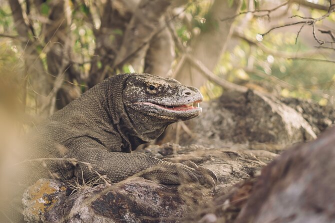 Full-Day Adventure Tour to komodo Island with join Speed Boat tur - Padar Island and the climb to the famous view