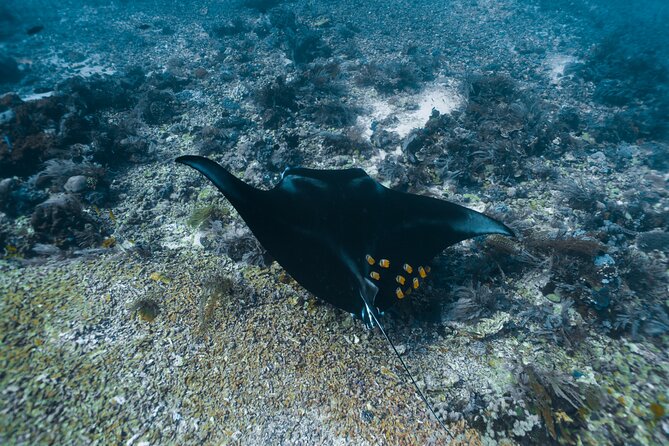 Full-Day Adventure Tour to komodo Island with join Speed Boat tur - Taka Makassar and the uncertainty of manta rays