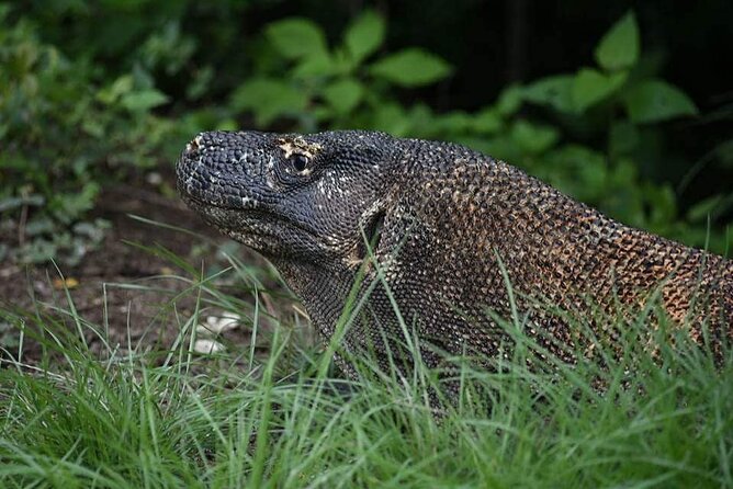 Full-Day Adventure Tour to komodo Island with join Speed Boat tur - What the $130 price actually covers