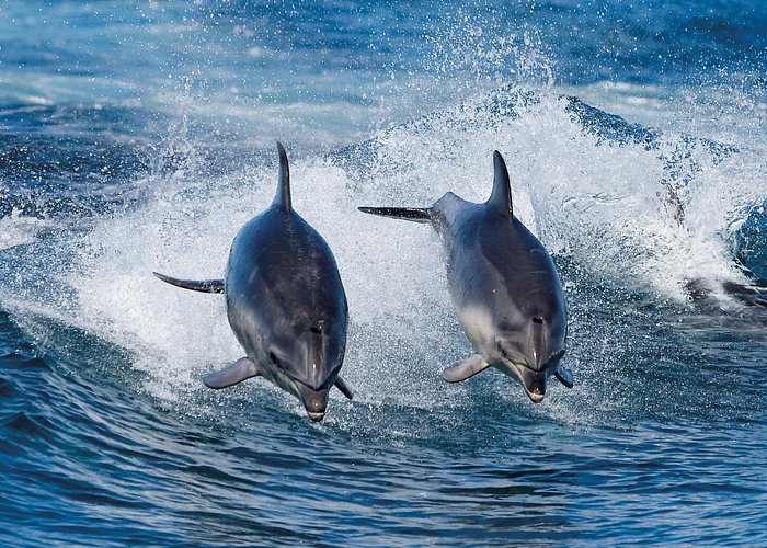 Full-Day Bruny Island Cruises Day Tour from Hobart - Lunch, hot drinks and the practical comforts