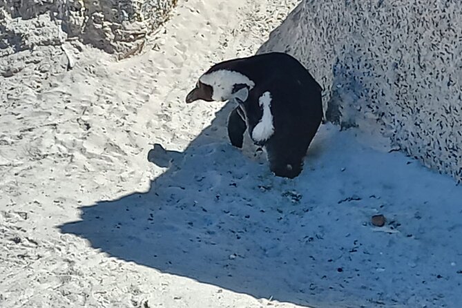Full Day Tour for Cape of Good Hope & Boat to Seals Island - Hout Bay and the boat to Seal Island