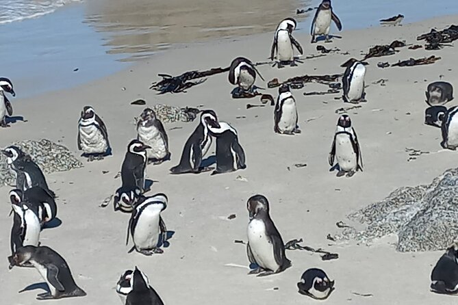 Full Day Tour for Cape of Good Hope & Boat to Seals Island - Chapman’s Peak Drive delivers the big road views