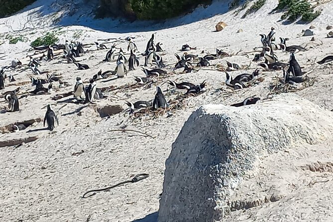 Full Day Tour for Cape of Good Hope & Boat to Seals Island - Walking to the Old Cape Point Lighthouse
