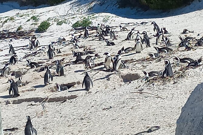 Full Day Tour for Cape of Good Hope & Boat to Seals Island - An 8:00 am pickup from central Cape Town