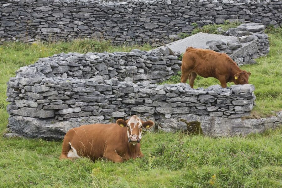 Galway: Cliffs Cruise, Aran Islands & Connemara Day Tour - What to pack and who should skip it