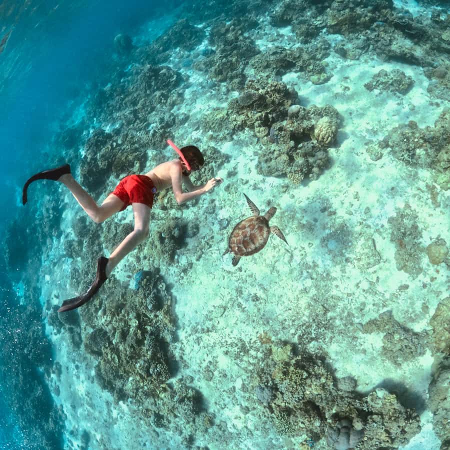 Gili Islands: Private or Shared Snorkeling Boat Trip - Key points at a glance