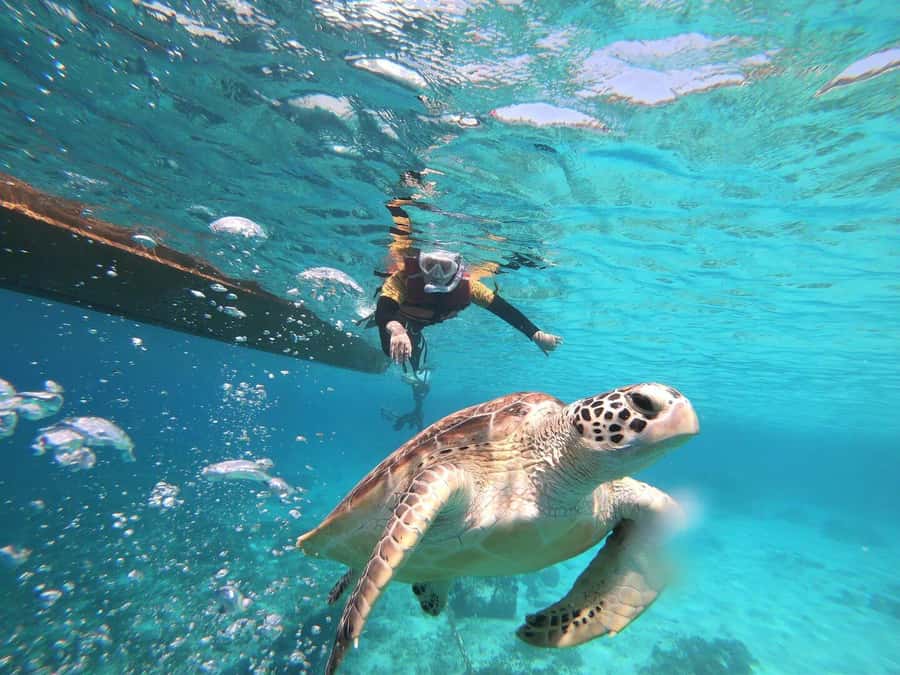 Gili Islands: Private or Shared Snorkeling Boat Trip - Gili Meno Turtle Sanctuary and Turtle Paradise