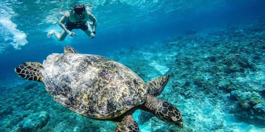 Gili Islands: Underwater Statues Cruise and Snorkeling - Turtle Point adds the best wildlife moment