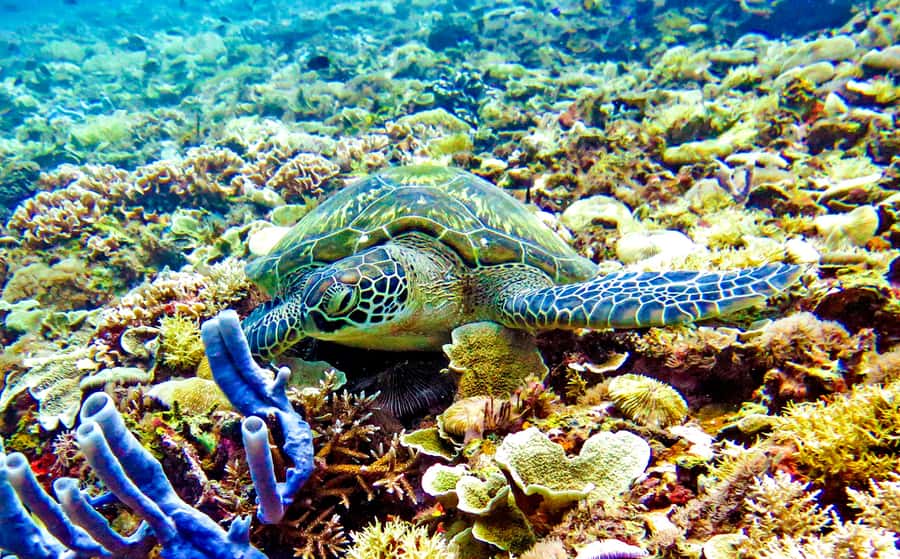 Gili Islands: Underwater Statues Cruise and Snorkeling - Gili Meno’s statues are first, and usually busiest