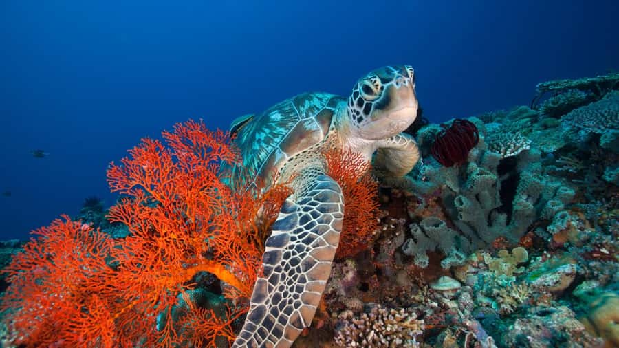 Gili Trawangan: 3-Gili Islands Snorkel Sunset Cruise w/ BBQ - Why this Gili cruise works as an afternoon plan