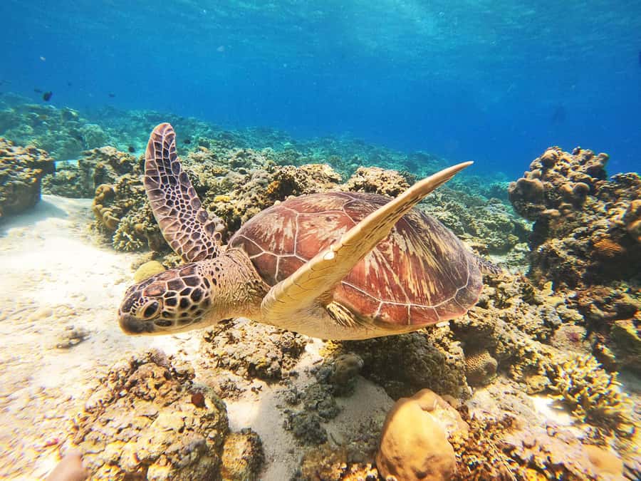 Gili Trawangan: Gili Islands Sunset Boat Tour and Snorkeling - First stop: Bask Nest underwater sculptures