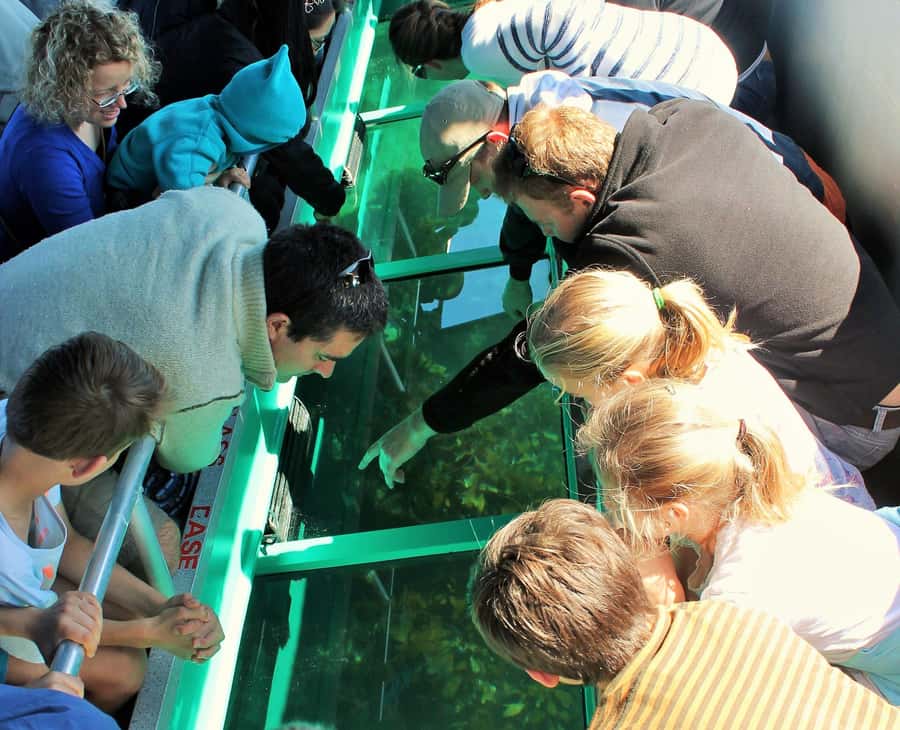 Goat Island: Glass Bottom Boat Tour - What the 45-minute cruise actually includes