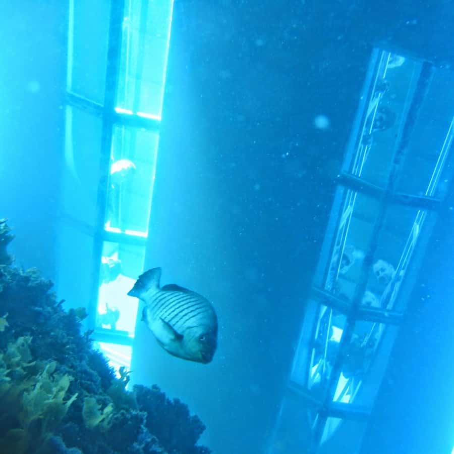 Goat Island: Glass Bottom Boat Tour - Meeting the Aquador at the beach