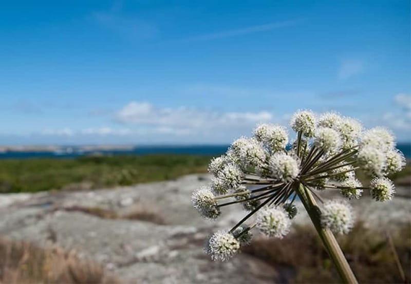 Gothenburg: Guided Boat Tour to Vinga Island - Two Hours to Explore Vinga