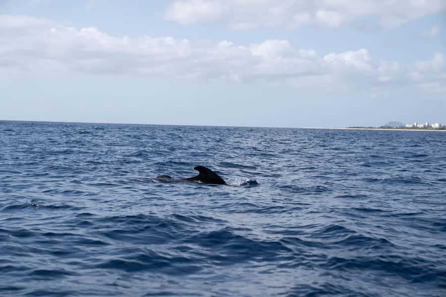 Half-Day Sailing Yacht Adventure in Sal Island - 3 hours - What Happens During the Three-Hour Cruise