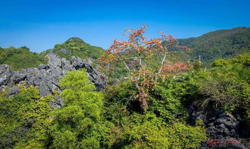 Hanoi: Ha Long Bay & CatBa Island 3-Day with Boutique Cruise - Food, guiding, and the quality question